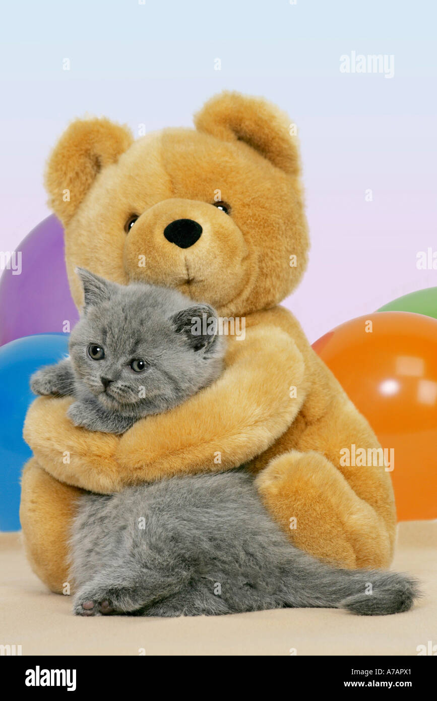 Kitten and the bear