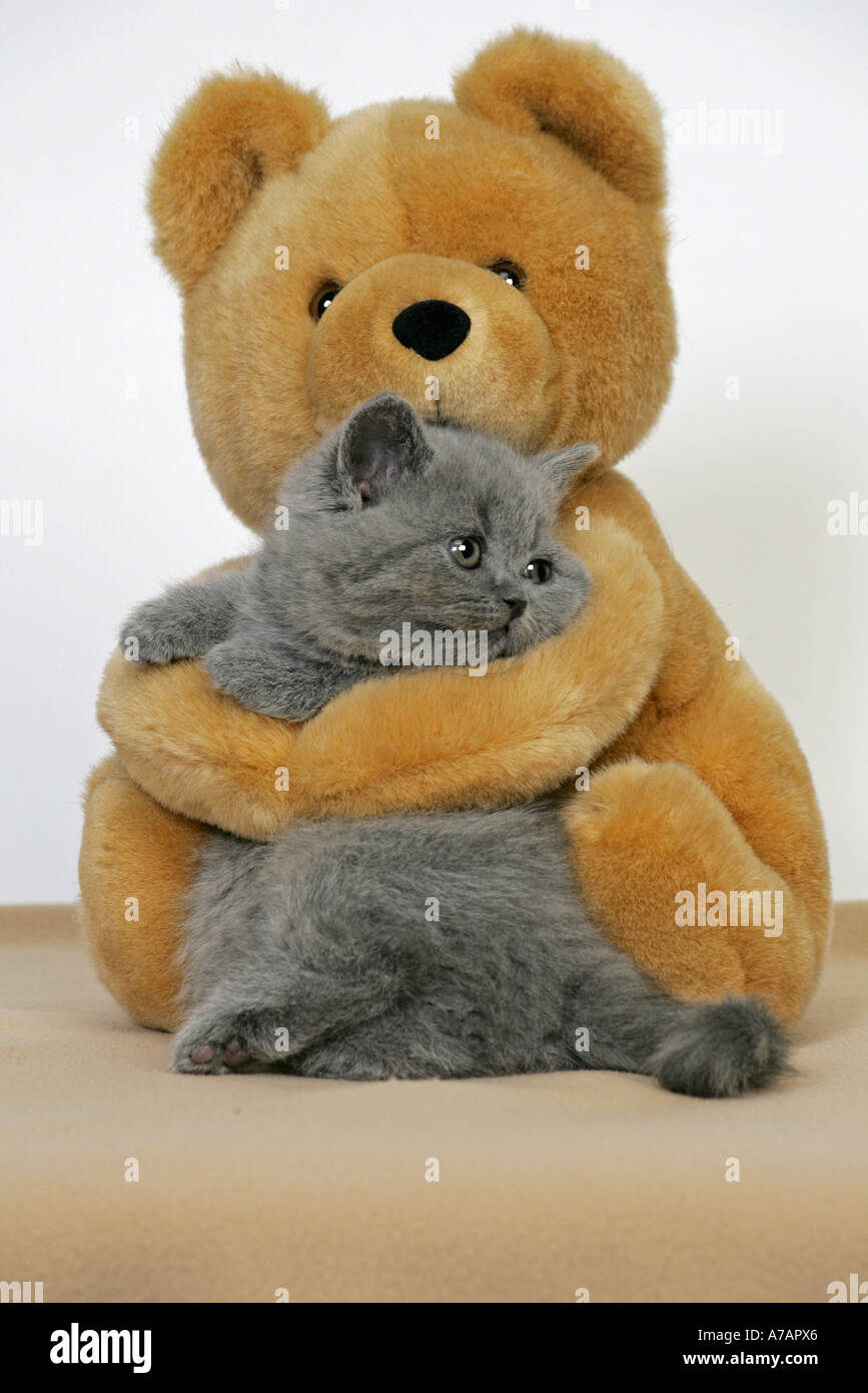 Kitten and teddy bear sales