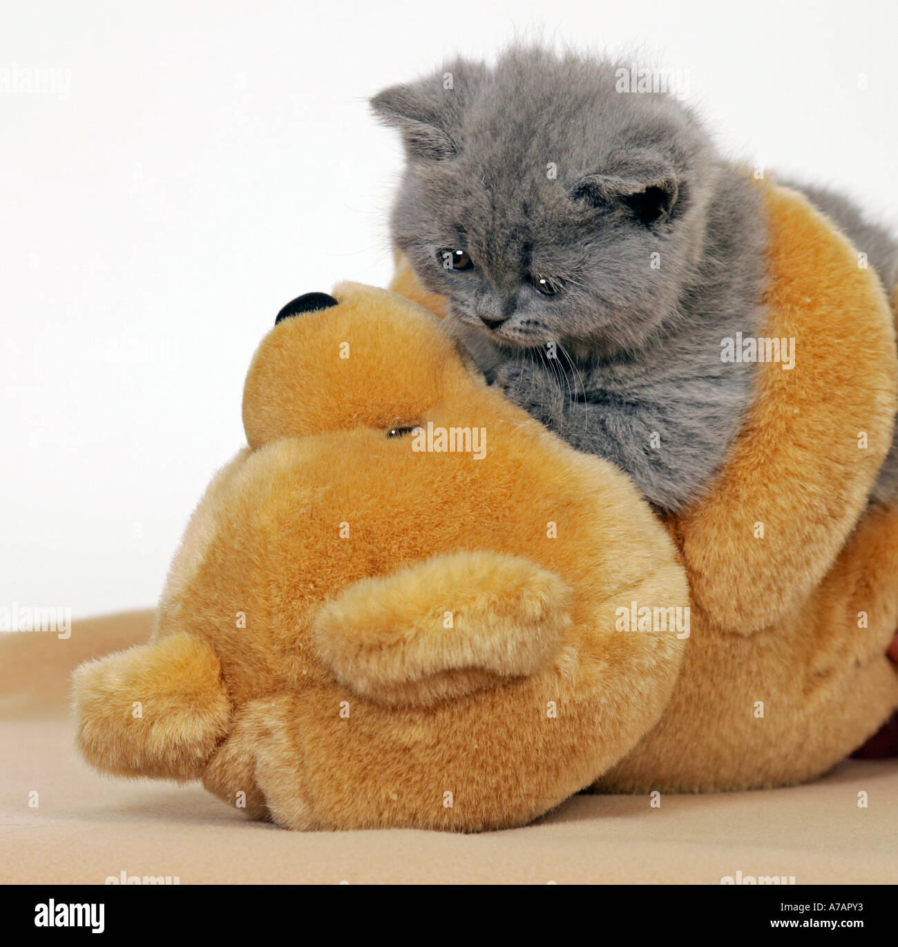 kitten with teddy bear