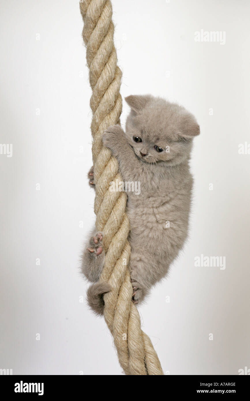 KITTEN HANGING ON A ROPE Stock Photo - Alamy