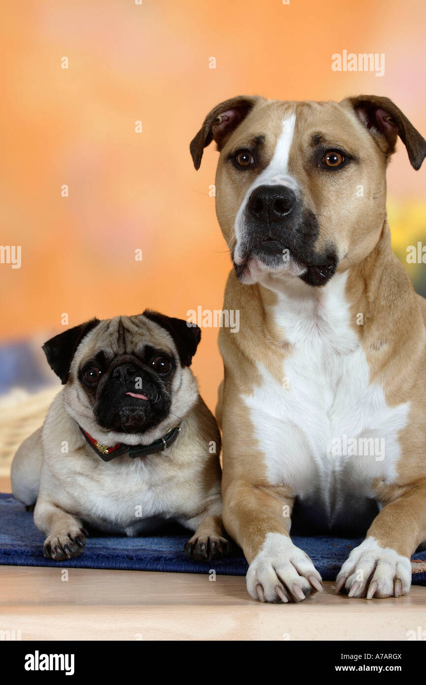 pug-and-mixed-breed-dog-stock-photo-alamy