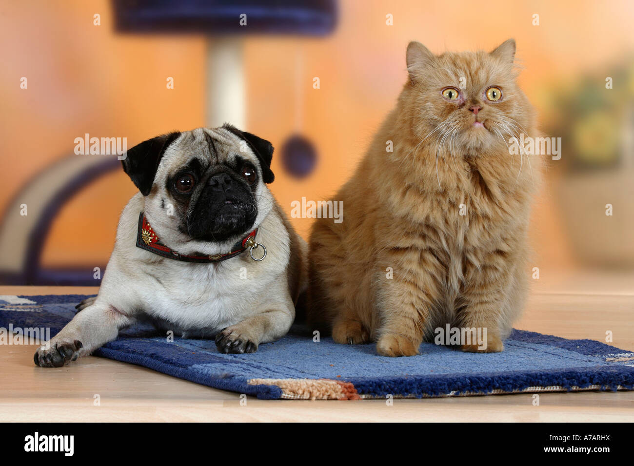 Pug and Persian Cat Stock Photo Alamy
