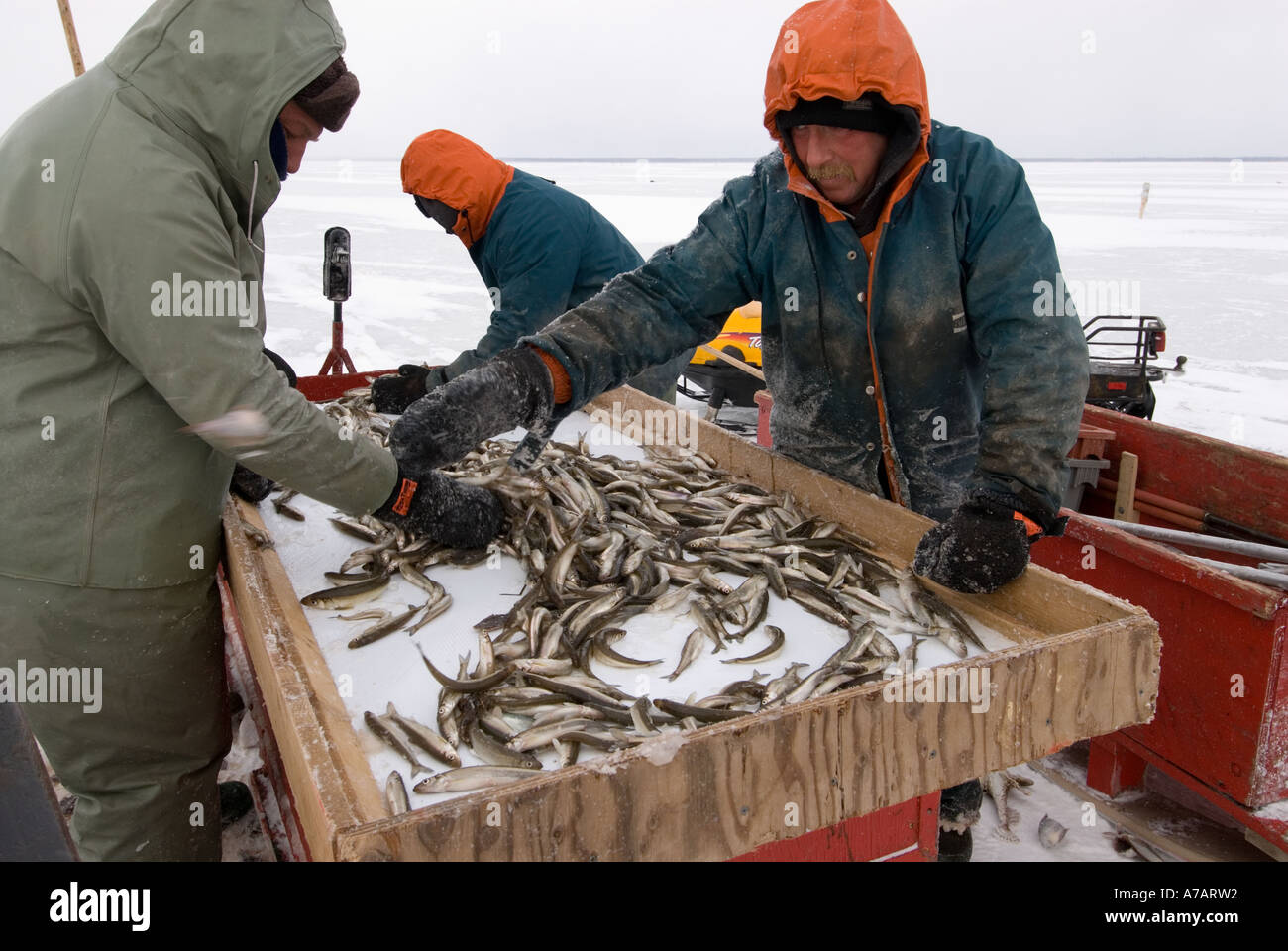 Smelt Fishing through the ice on a freezing cold winter day on Stock