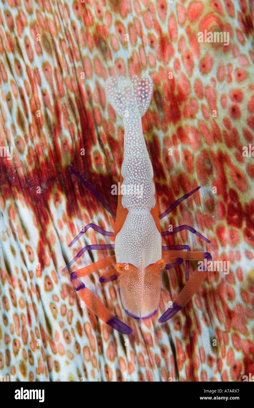 The imperial shrimp, Periclemenes imperator, on sea cucumber, Mabul Island, Malaysia. Stock Photo