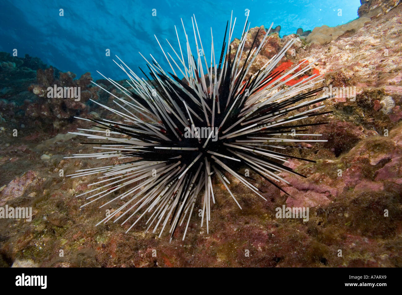 Banded sea urchin, Echinothrix calamaris, Hawaii. Stock Photo