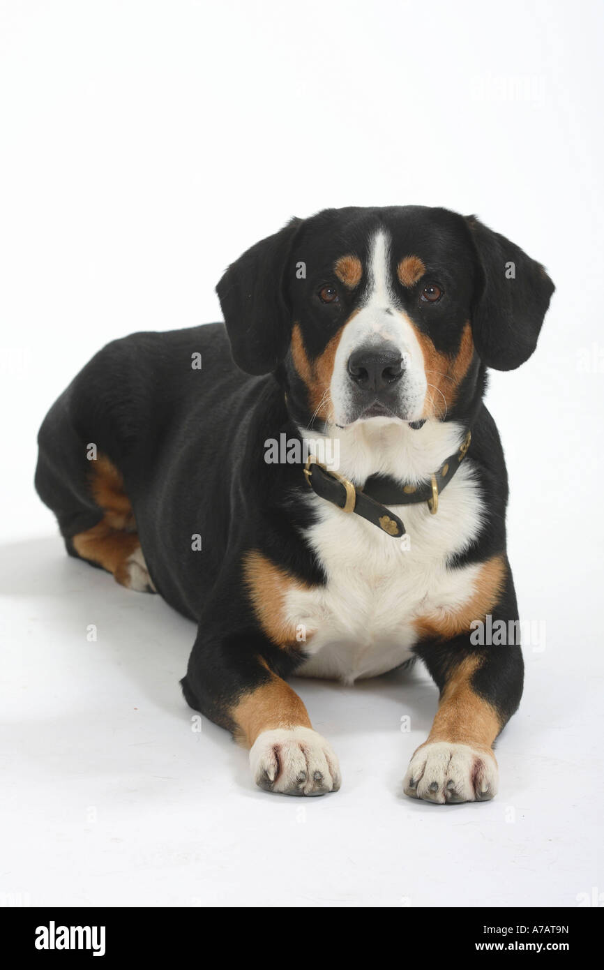 Entlebuch Mountain Dog Stock Photo