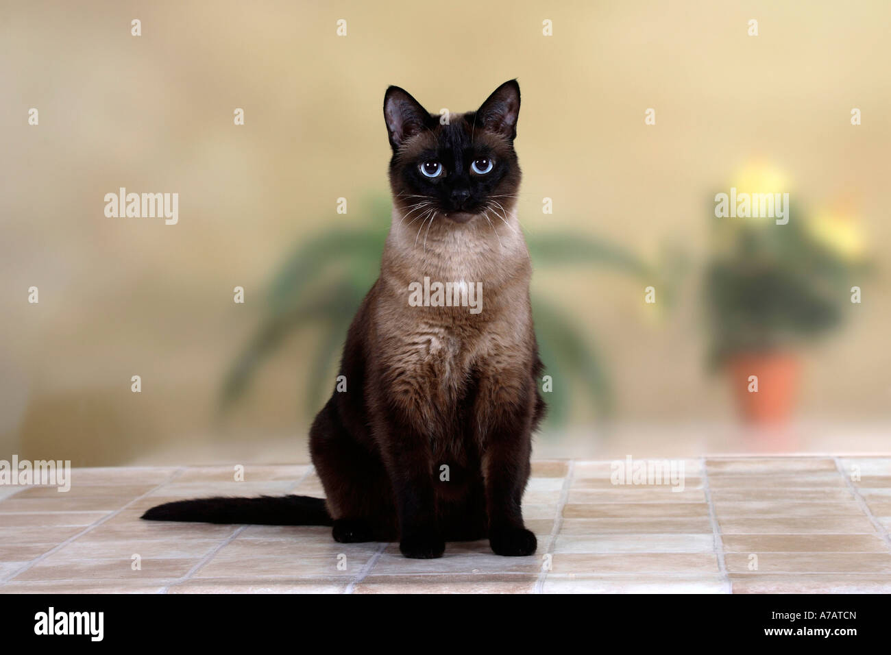 Classic Siamese Cat Stock Photo