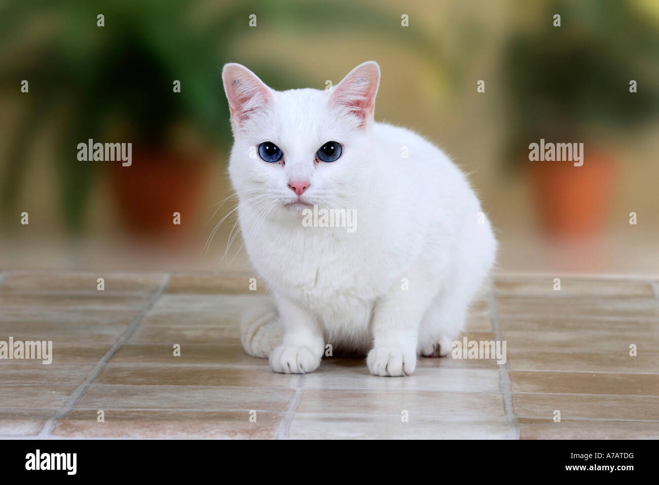 Oriental Shorthair Cat White Stock Photo 11780763 Alamy