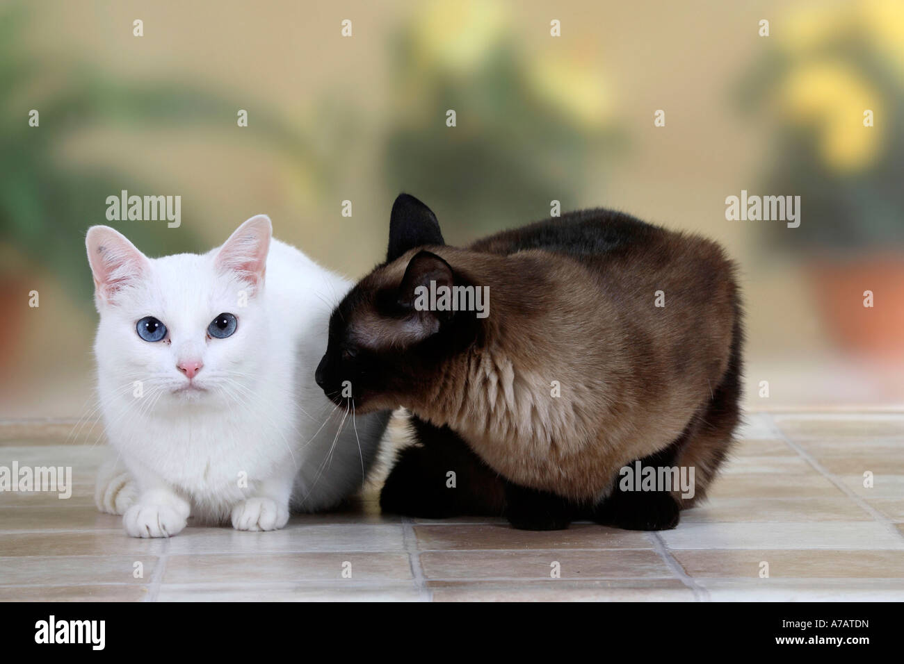 Oriental Shorthair Cat White And Classic Siamese Cat Stock Photo