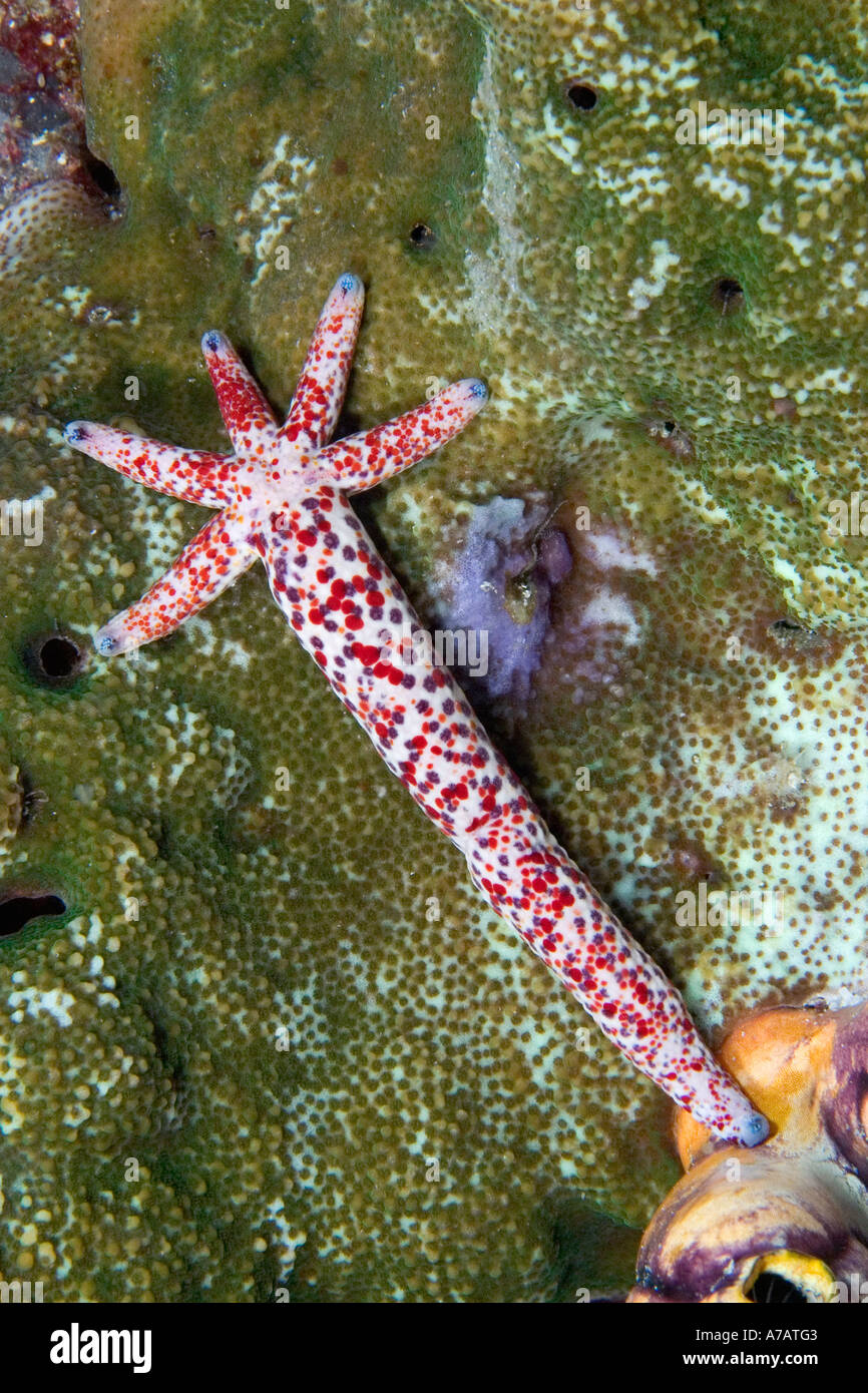 This seastar / starfish, Linckia multifora, is regenerating itself from a single arm, Indonesia. Stock Photo