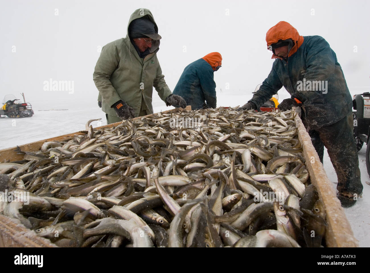 Smelt Fishing through the ice on a freezing cold winter day on Miramichi  Bay New Brunswick and sorting the catch of the day Stock Photo - Alamy