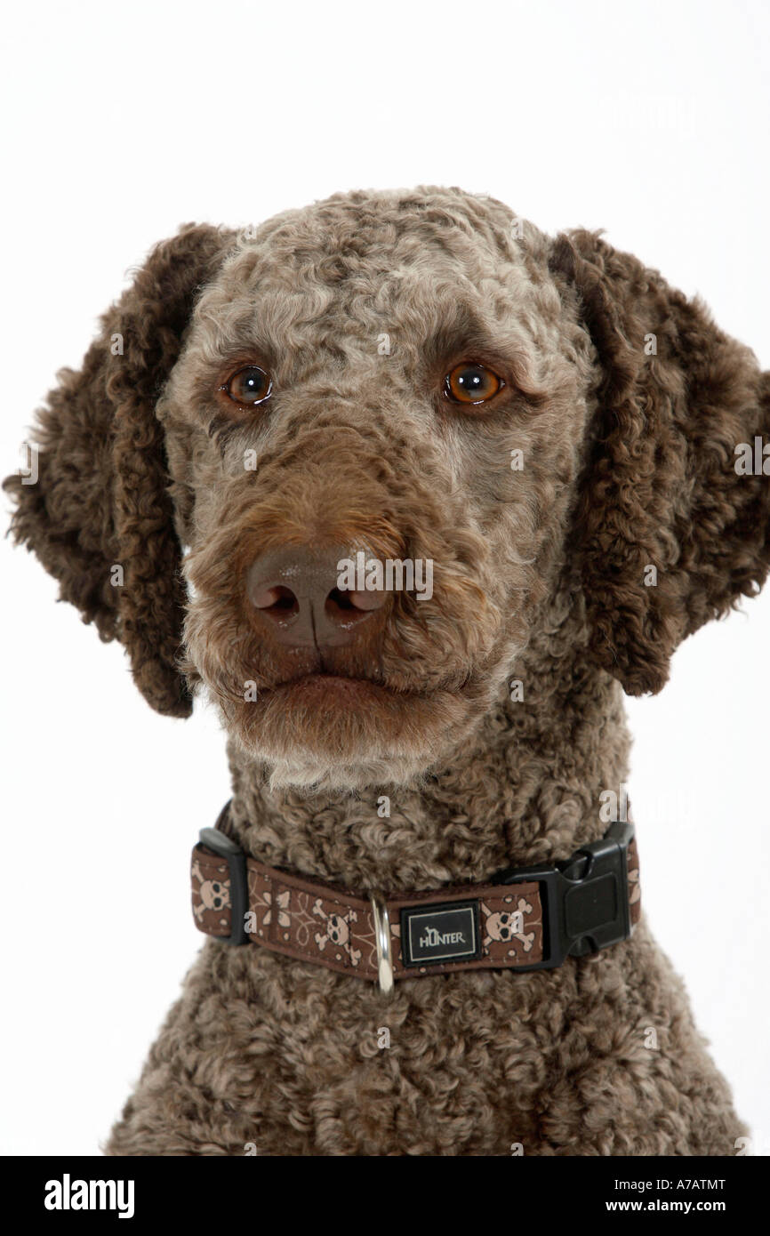 Dogs collar hi-res stock photography and images - Alamy