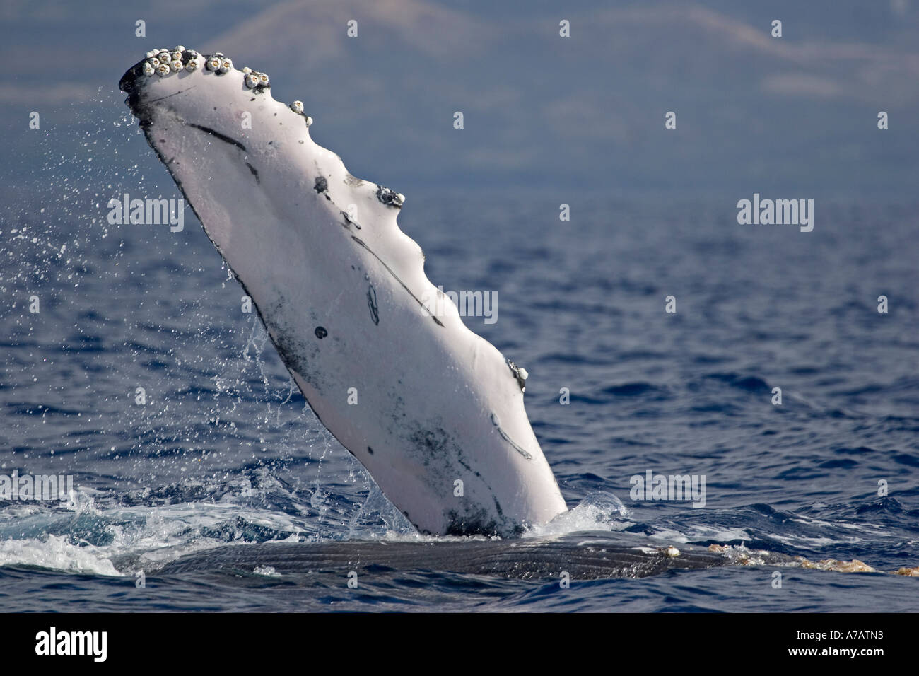 The pectoral fin of a humpback whale, Megaptera novaeangliae, Hawaii. Stock Photo