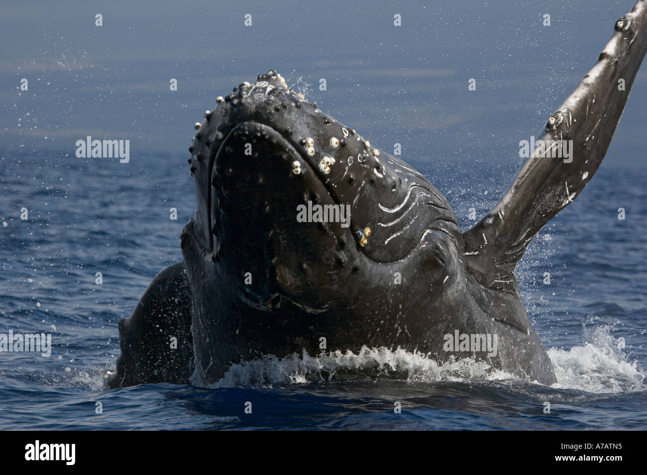Megaptera Breaching Humpback whale, Megaptera novaeangliae, Hawaii Stock Photo ...