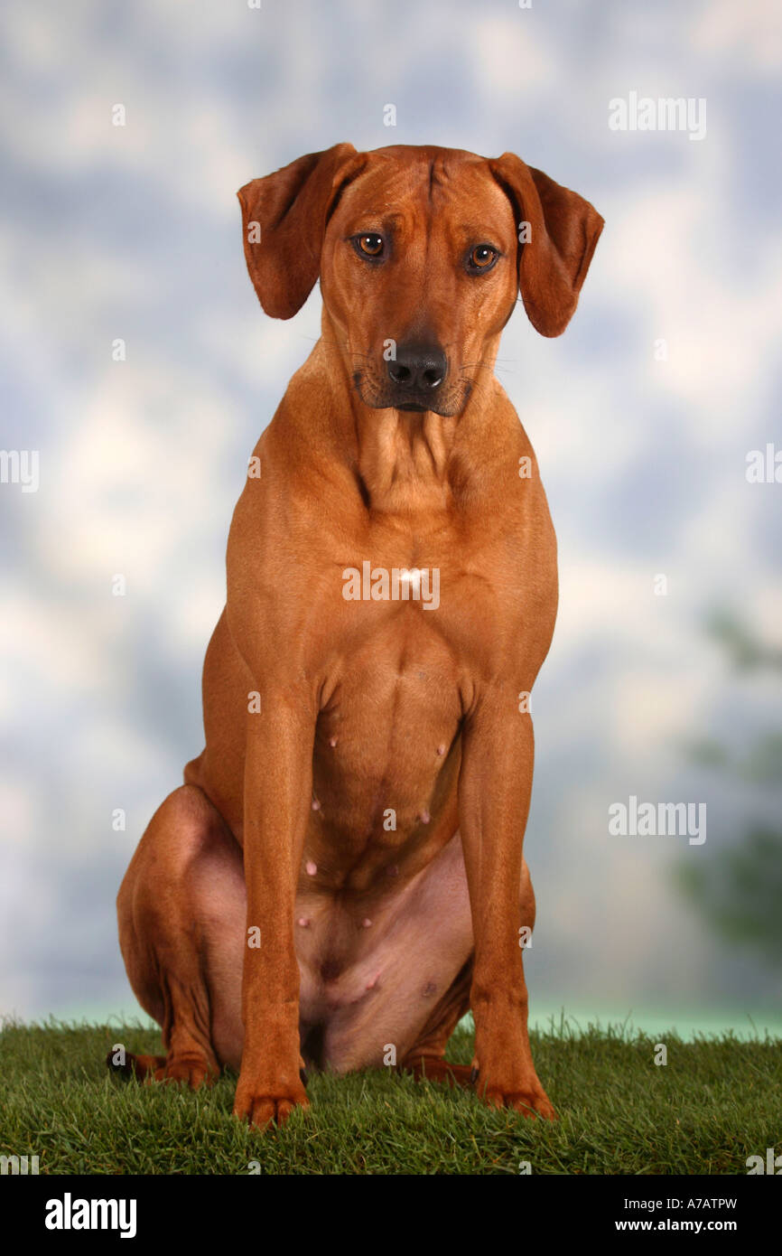 Rhodesian ridgeback hi-res stock photography and images - Page 2 - Alamy