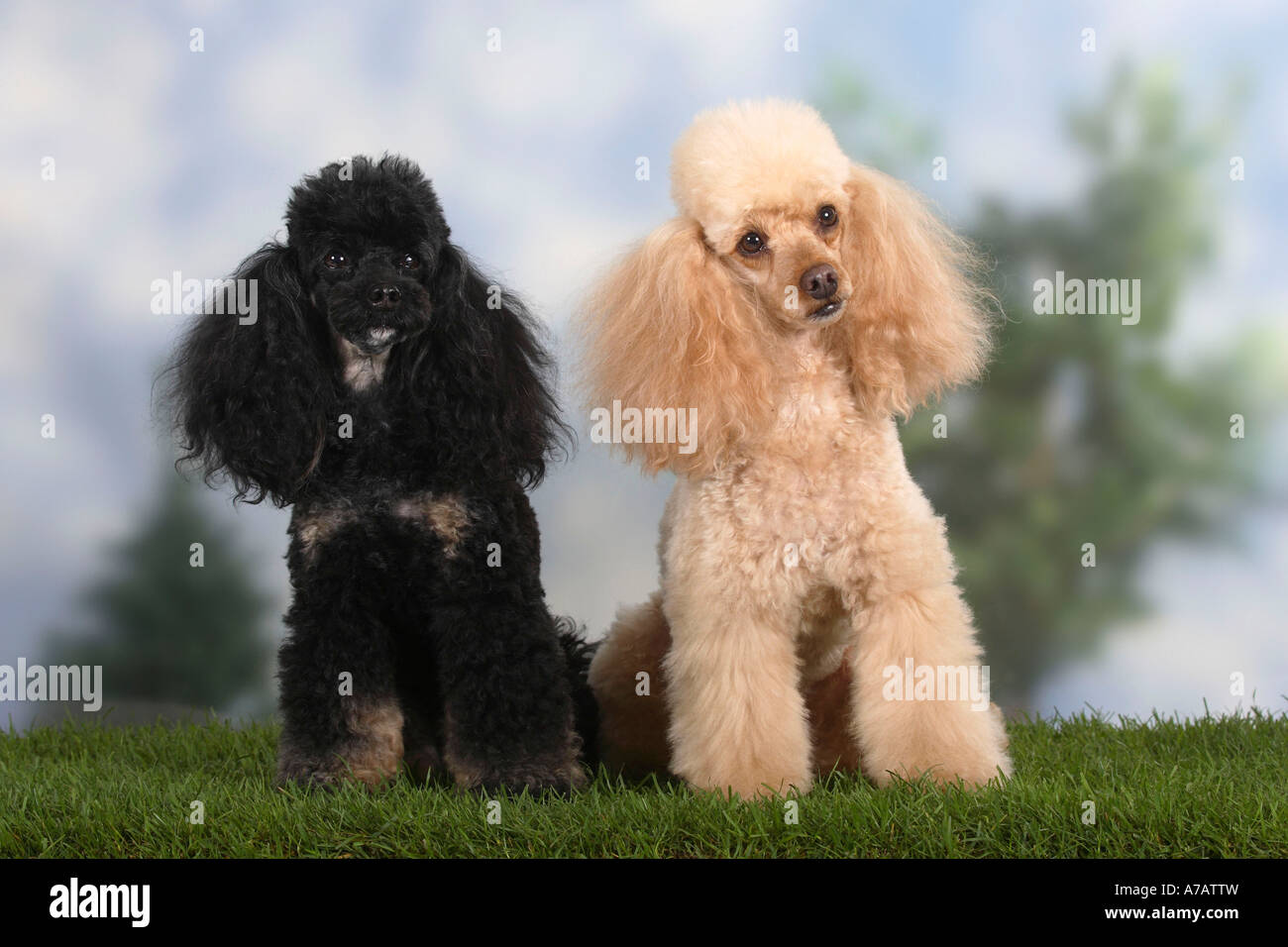 Miniature Poodles black and tan und apricot Stock Photo