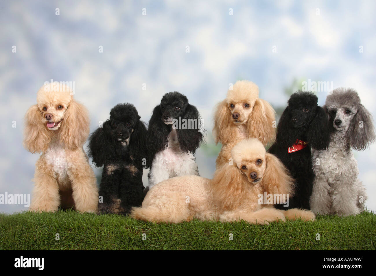Miniature Poodles several colours Stock Photo