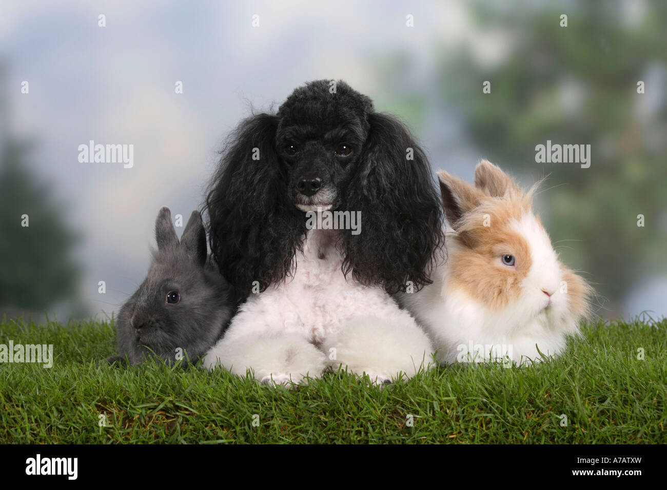Miniature Poodle harlequin and Lion maned Dwarf Rabbit Stock Photo - Alamy