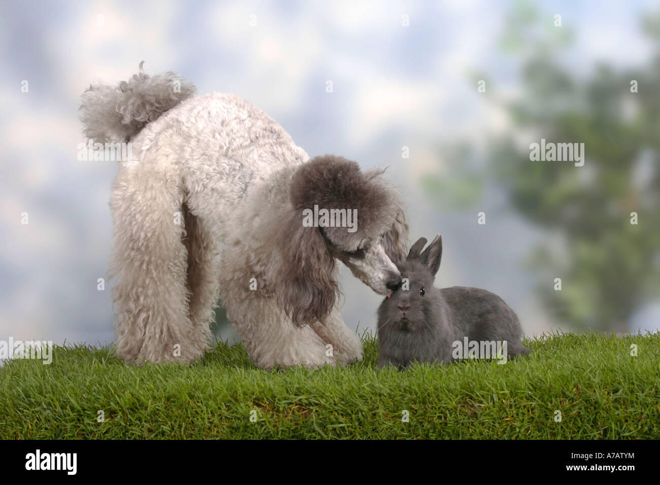 Miniature Poodle silver and Dwarf Rabbit blue Stock Photo - Alamy