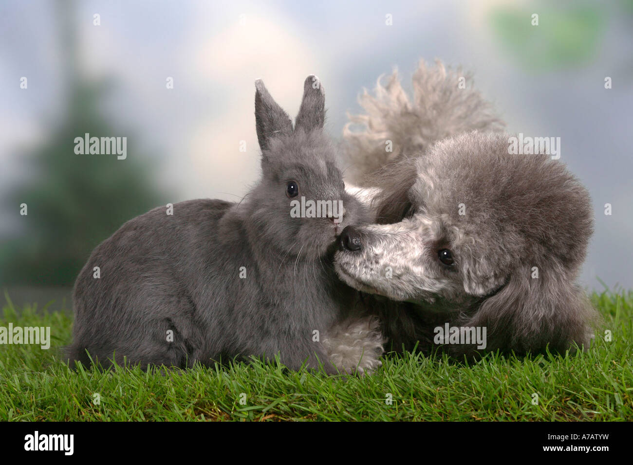 Miniature Poodle silver and Dwarf Rabbit blue Stock Photo - Alamy