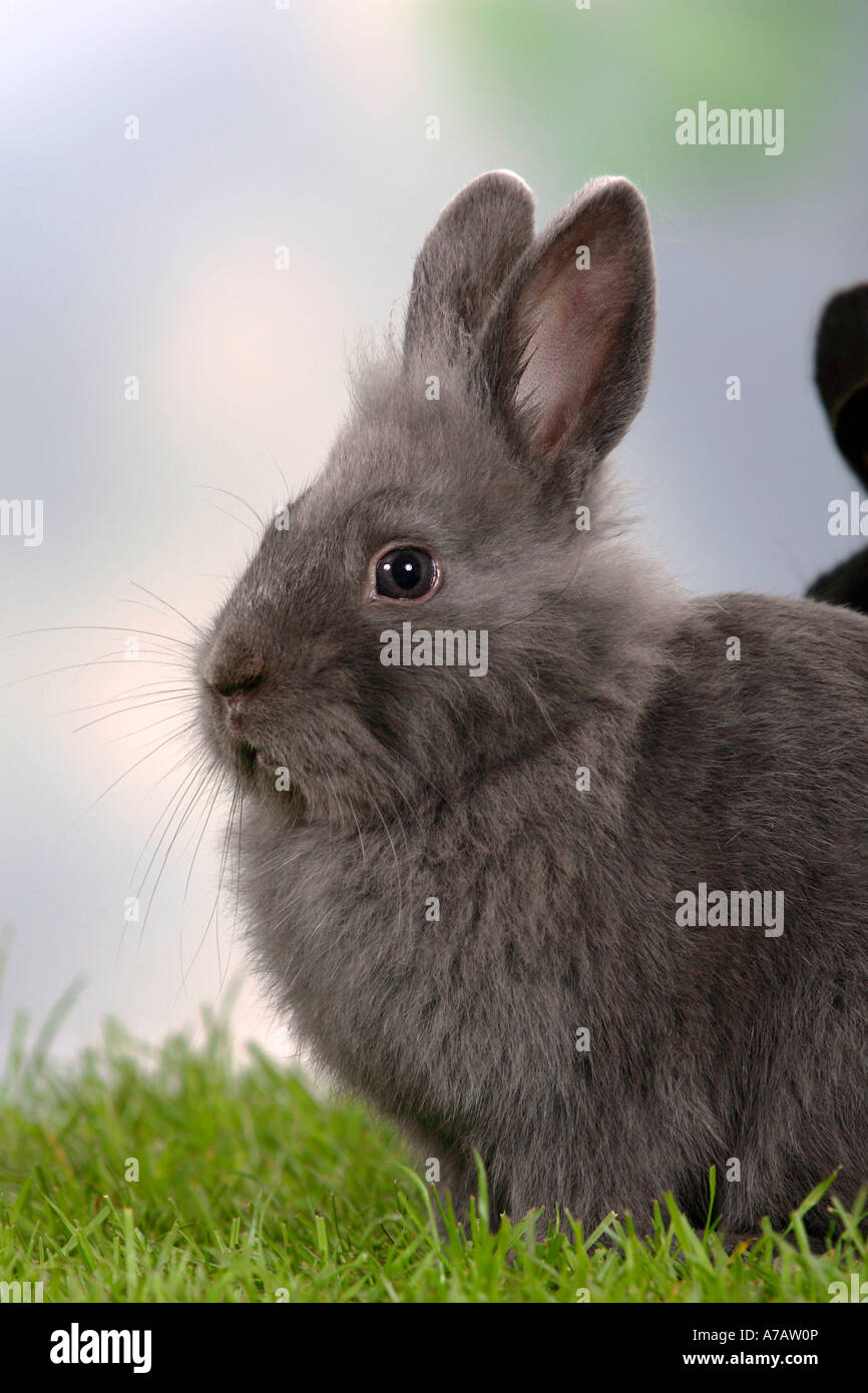 Dwarf Rabbit blue Stock Photo - Alamy