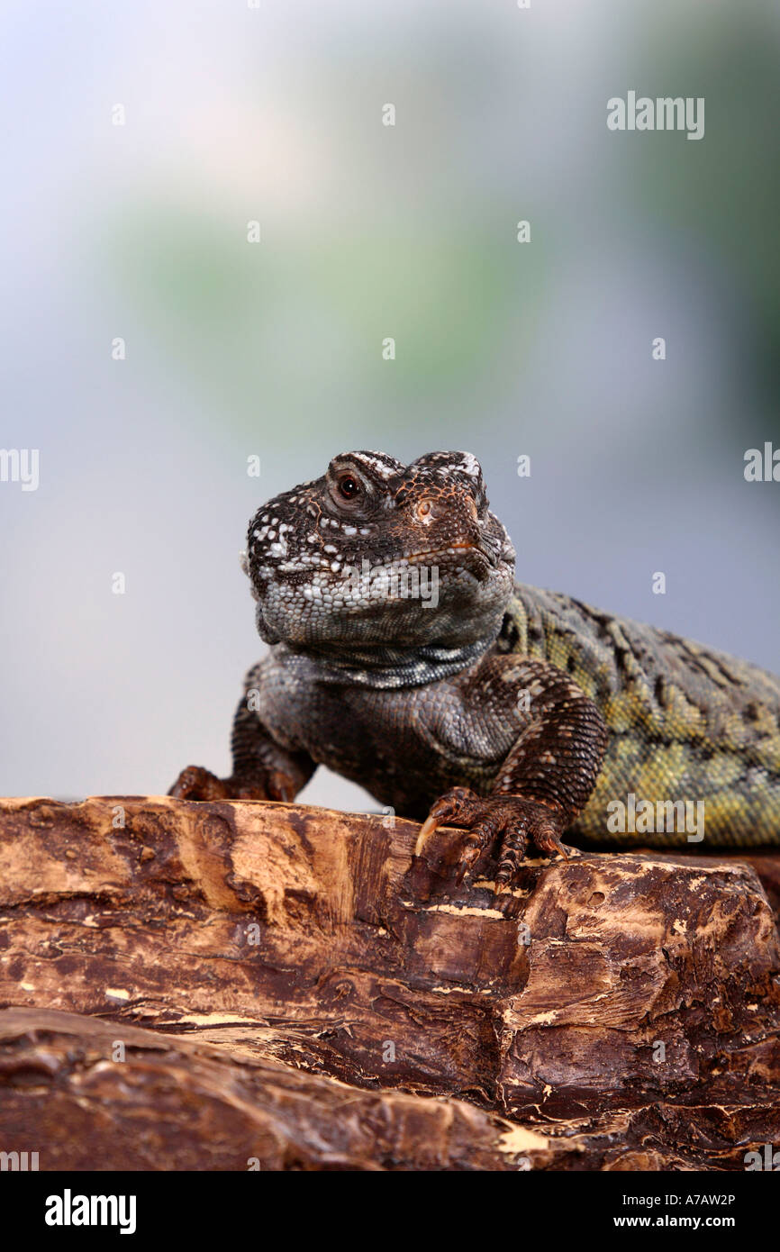 African Spiny tailed Lizard Uromastyx acanthinura Uromastyx