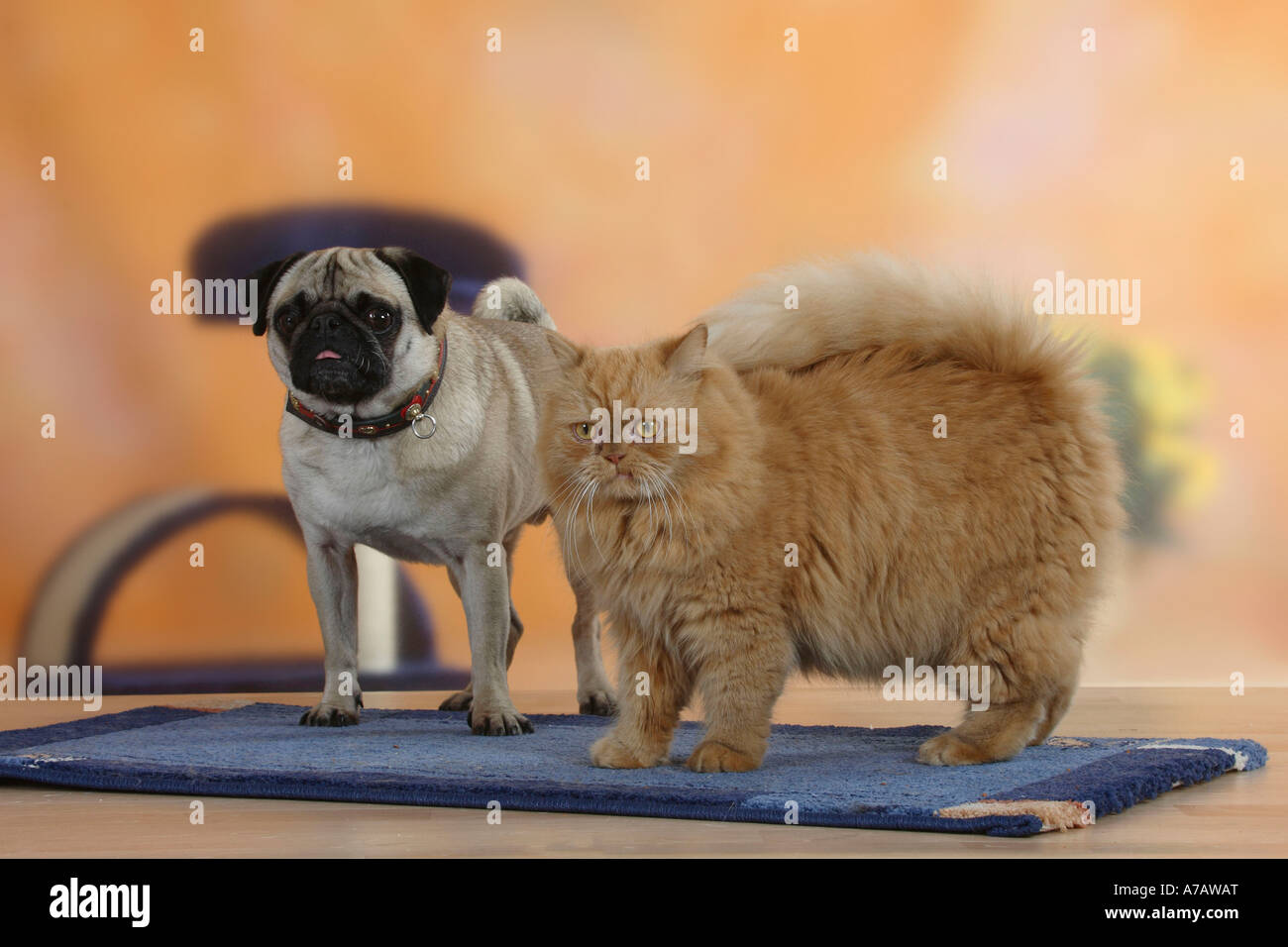Pug and Persian Cat Stock Photo