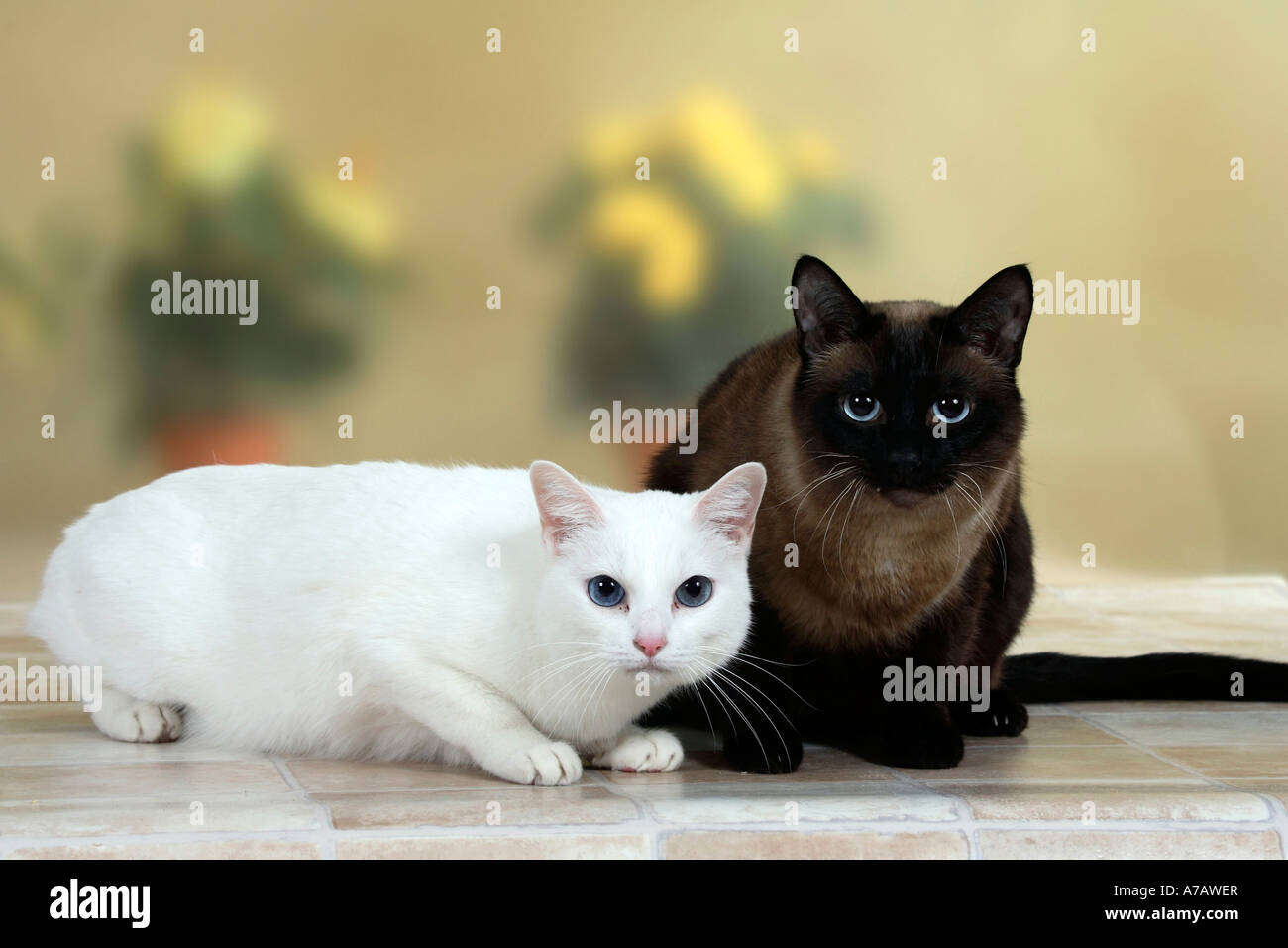 Oriental Shorthair Cat White And Classic Siamese Cat Stock Photo