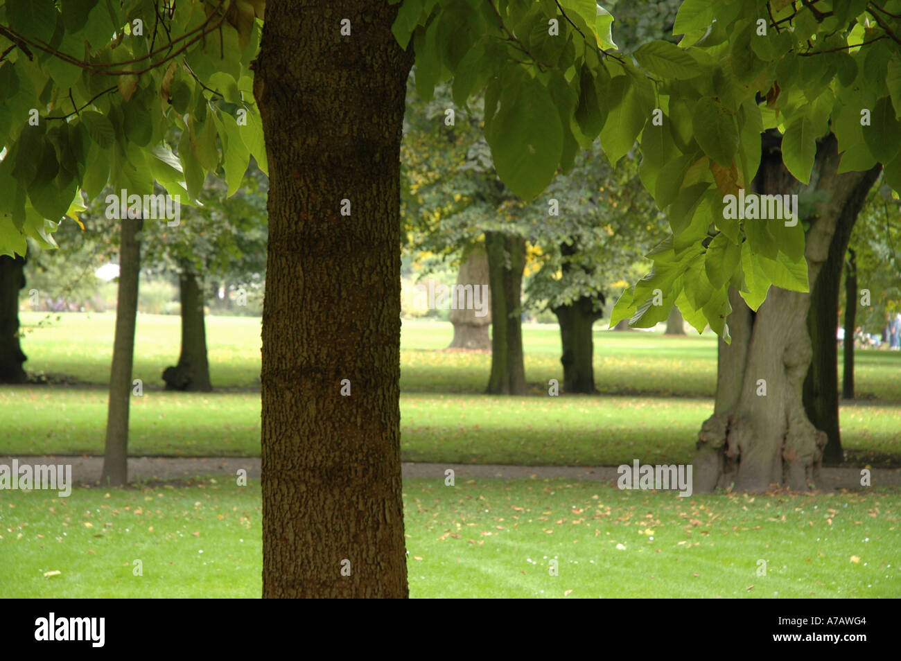Trees During Autumn In The Botanical Garden Hannover Germany Stock