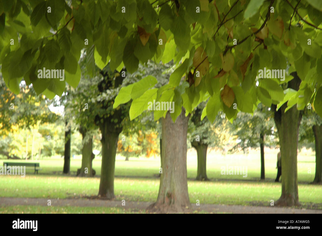 Trees During Autumn In The Botanical Garden Hannover Germany Stock