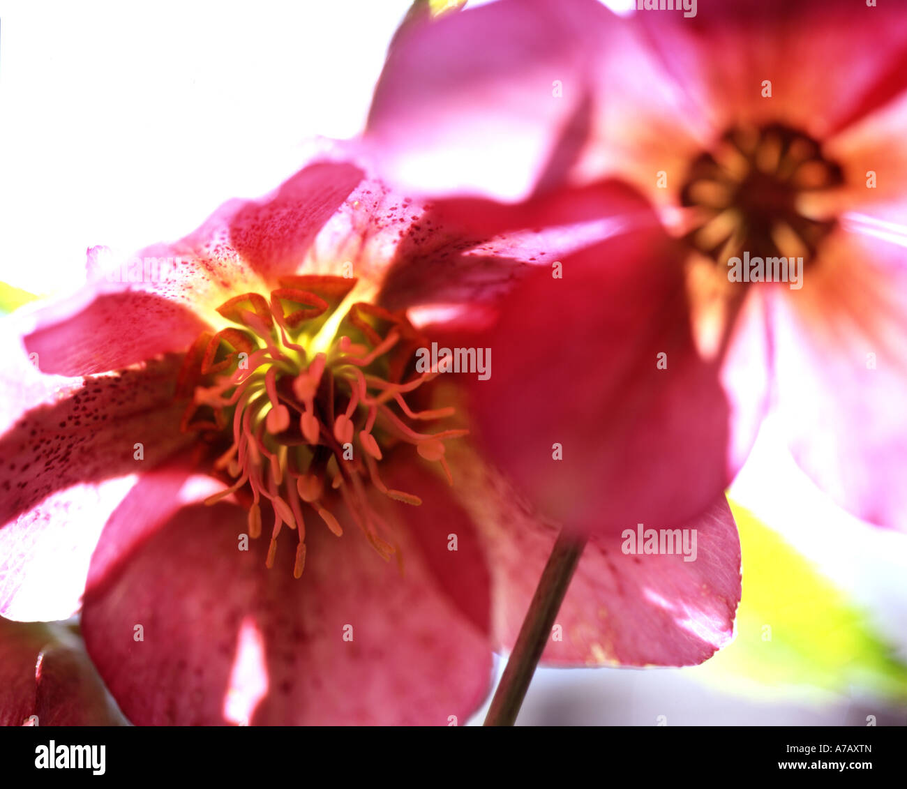 Anemones Stock Photo