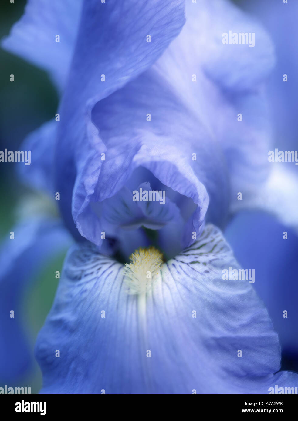 Blue Iris Jane Phillips Stock Photo - Alamy