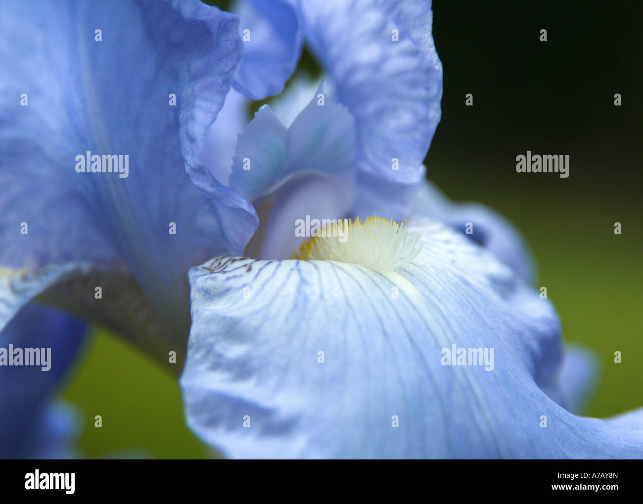 Blue Flag Iris Jane Phillips Stock Photo - Alamy