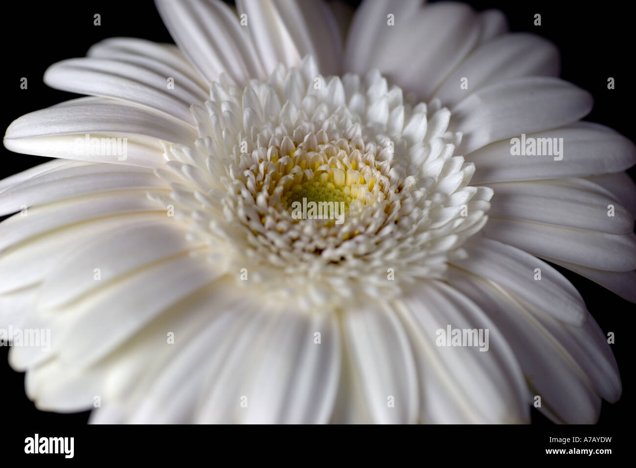 White Gerbera flower close up Stock Photo
