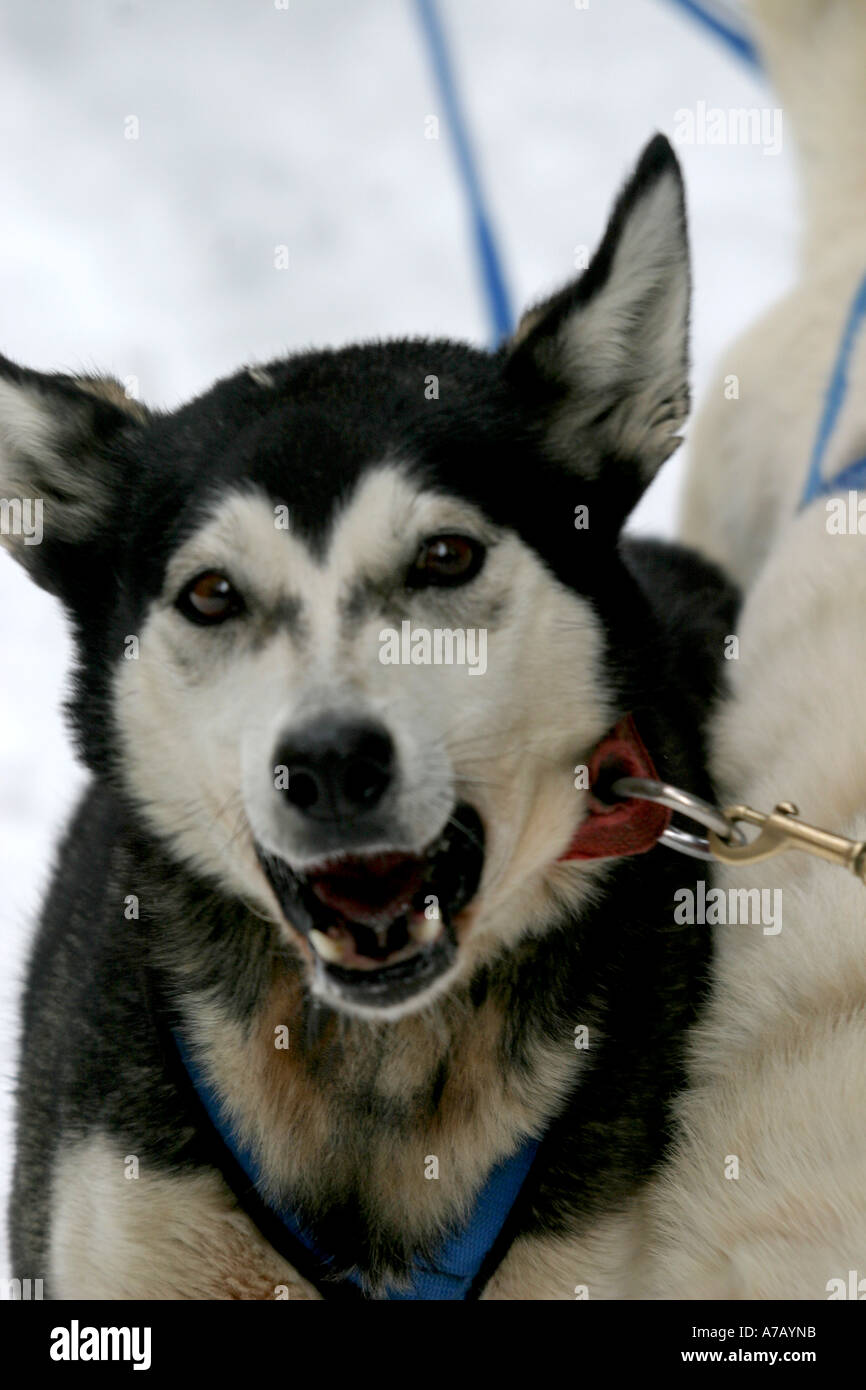 Dog sled action shot hi-res stock photography and images - Alamy