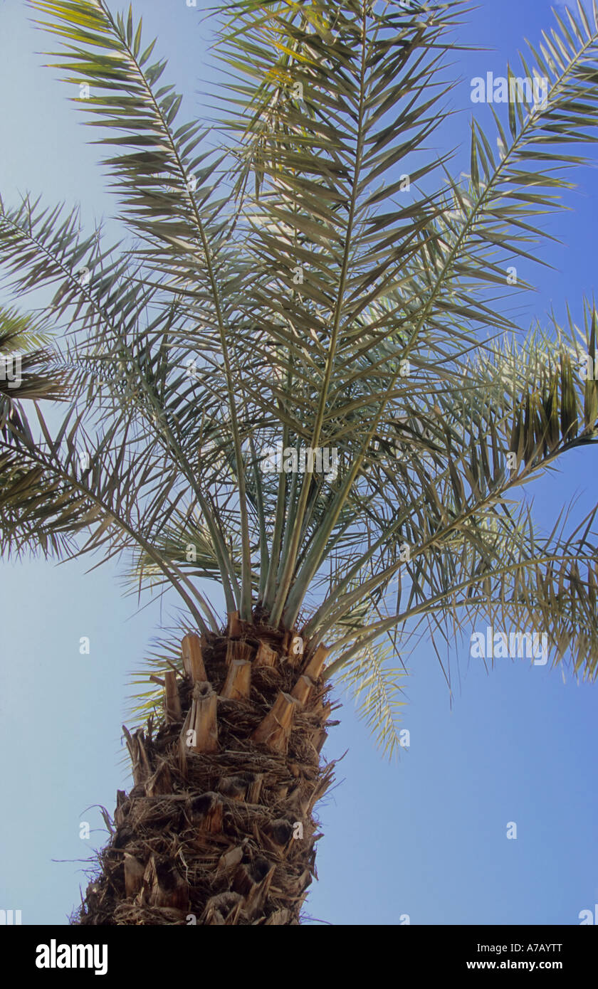 Palm tree Doha Qatar Stock Photo Alamy