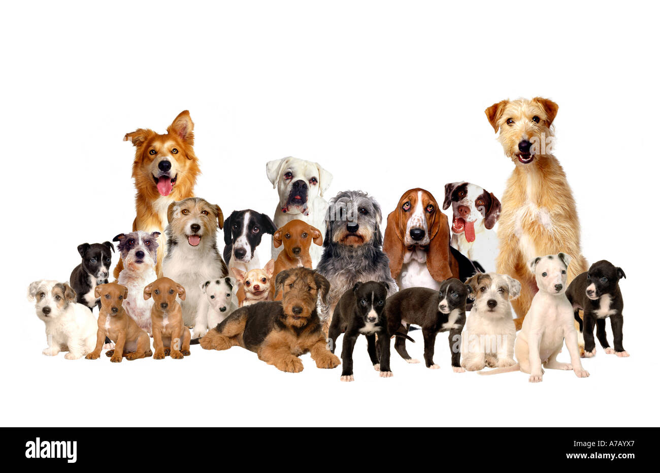 A COLLECTION OF DOGS Stock Photo