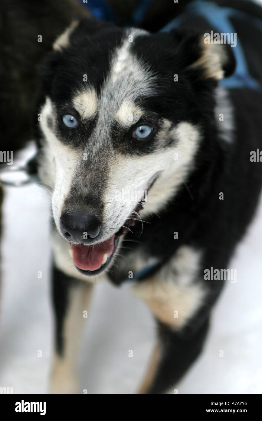 Dog sled action shot hi-res stock photography and images - Alamy