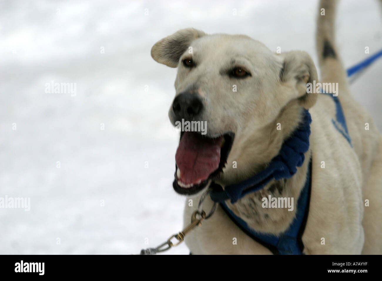 Dog sled action shot hi-res stock photography and images - Alamy