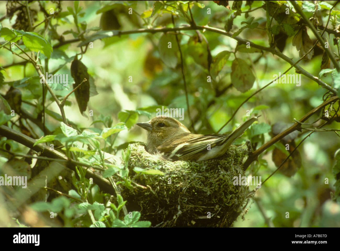 Female Chaffinch sitting on a clutch of eggs in the nest Stock Photo