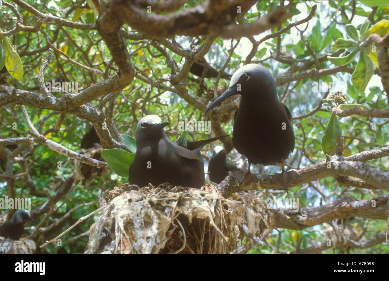 Lesser Noddiesnesting Black Noddies at nest Stock Photo - Alamy