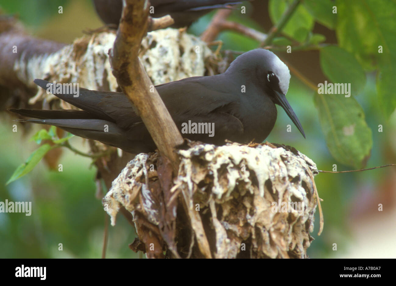Lesser Noddiesnesting Black Noddy sitting on nest Stock Photo - Alamy