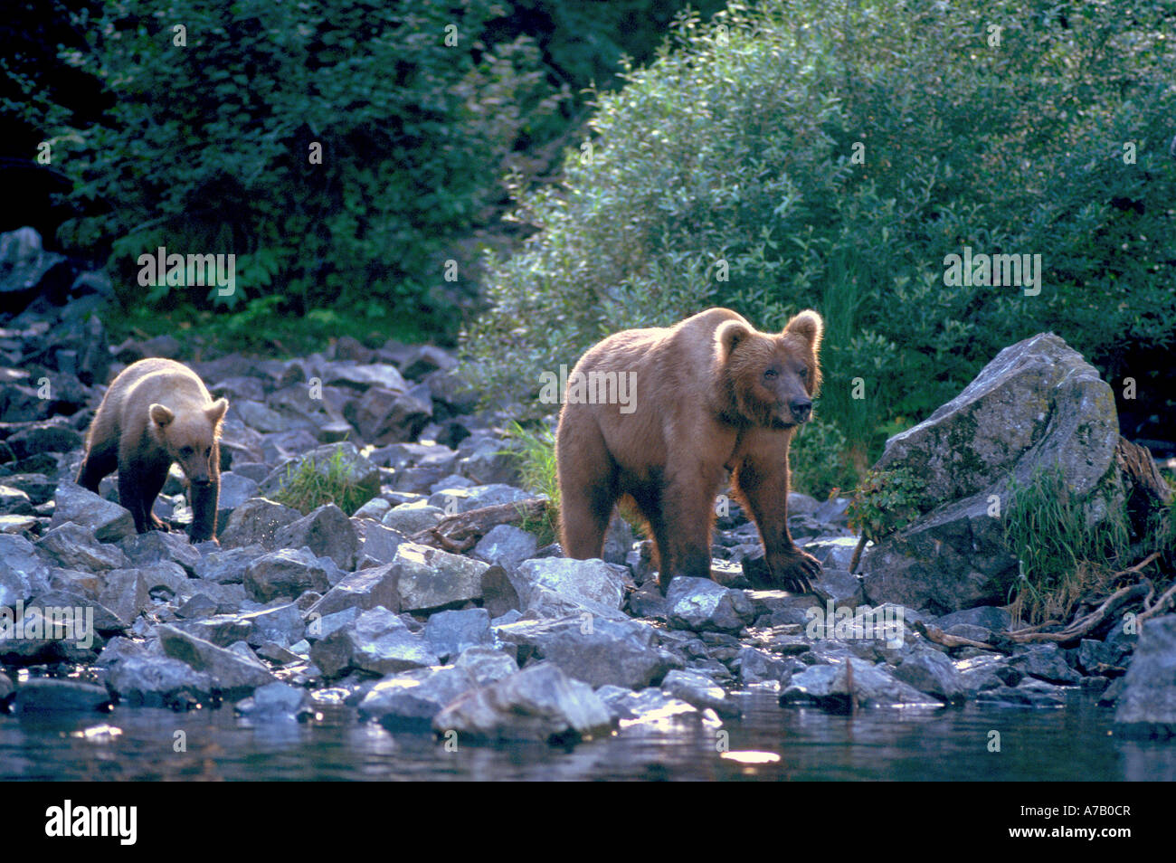 Mother brown bear and cub on shore at Wolverine creek Alaska The bears ...