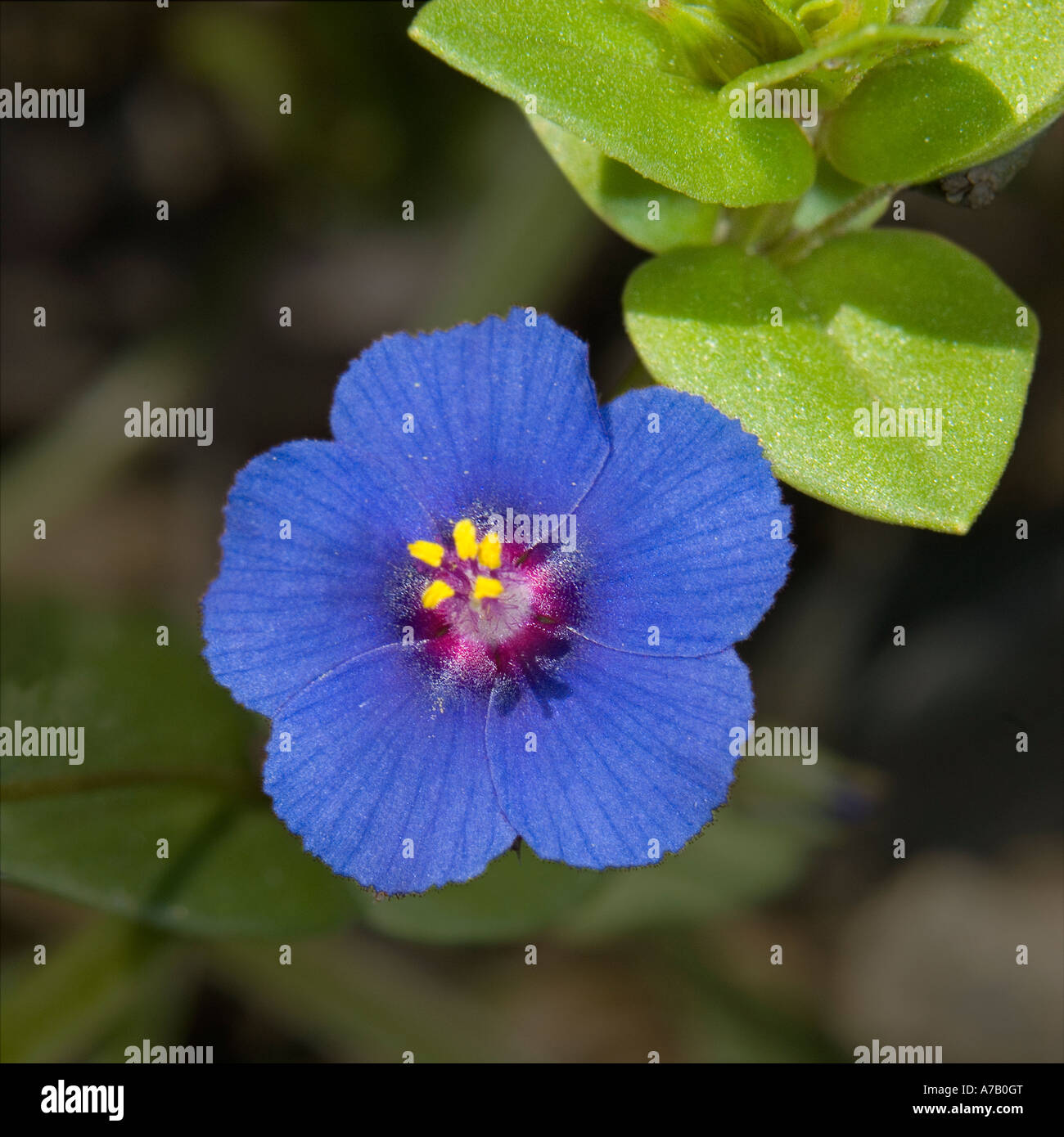 Wild Flower Scarlet Pimpernel Blue Anagallis Arvensis Stock Photo Alamy Wild Flower Scarlet Pimpernel Blue Anagallis Arvensis Stock Photo Alamy