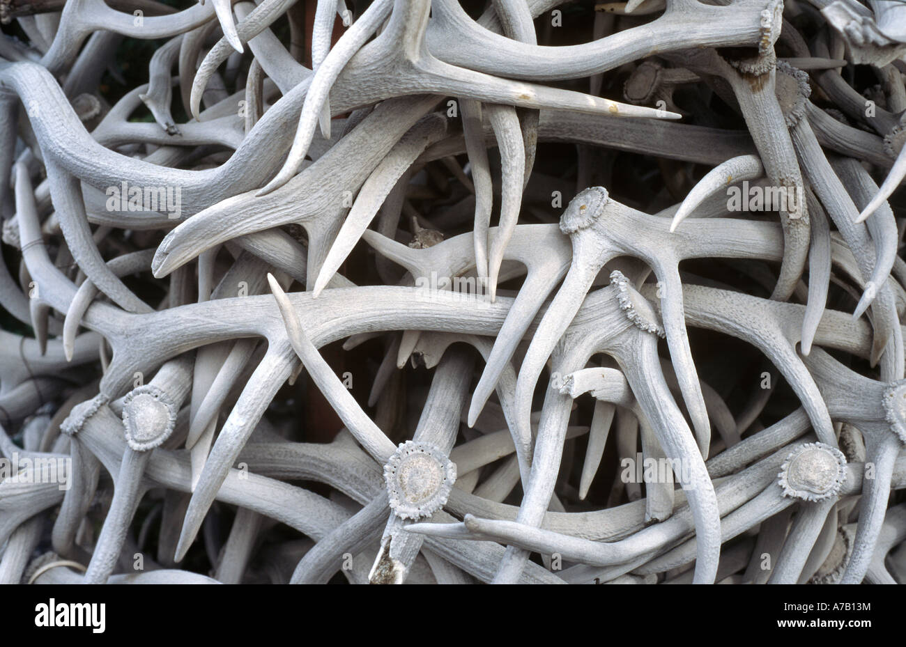 Elk antlers at Jackson Hole WY town square Stock Photo Alamy