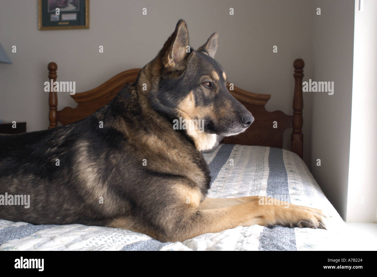 German Shepherd And Norwegian Elkhound Mix Dog On Bed Looking Out Stock Photo Alamy
