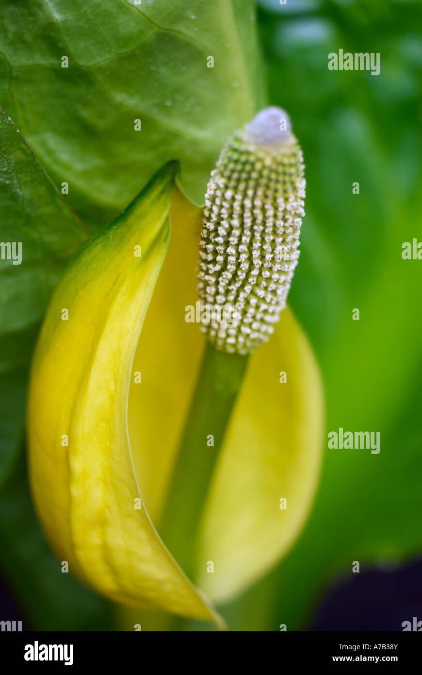  skunk cabbage flower stock photo alamy