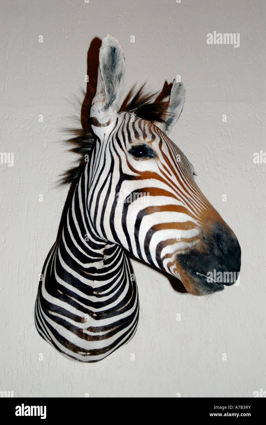 Zebra head on wall Namibia Stock Photo Alamy