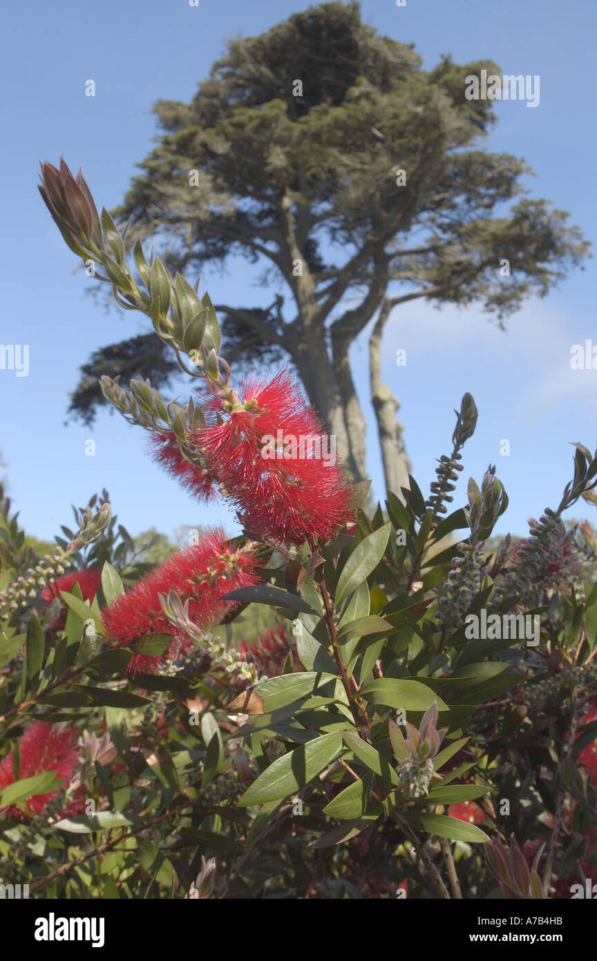 Macrocapa hires stock photography and images Alamy