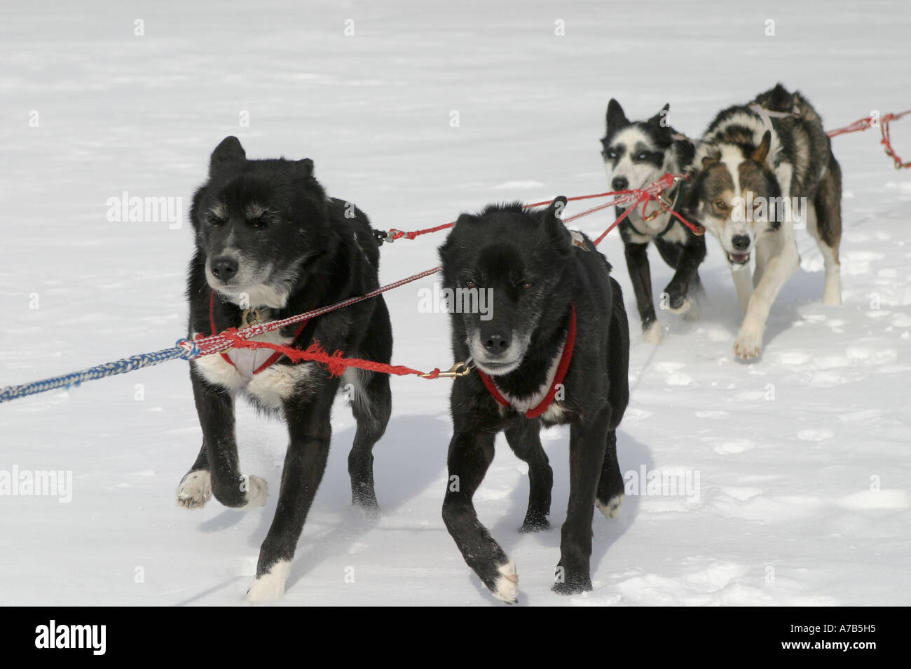 Trained sled dogs hi-res stock photography and images - Alamy